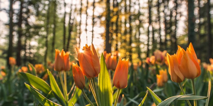 Tulip field with tall trees in a botanical garden.