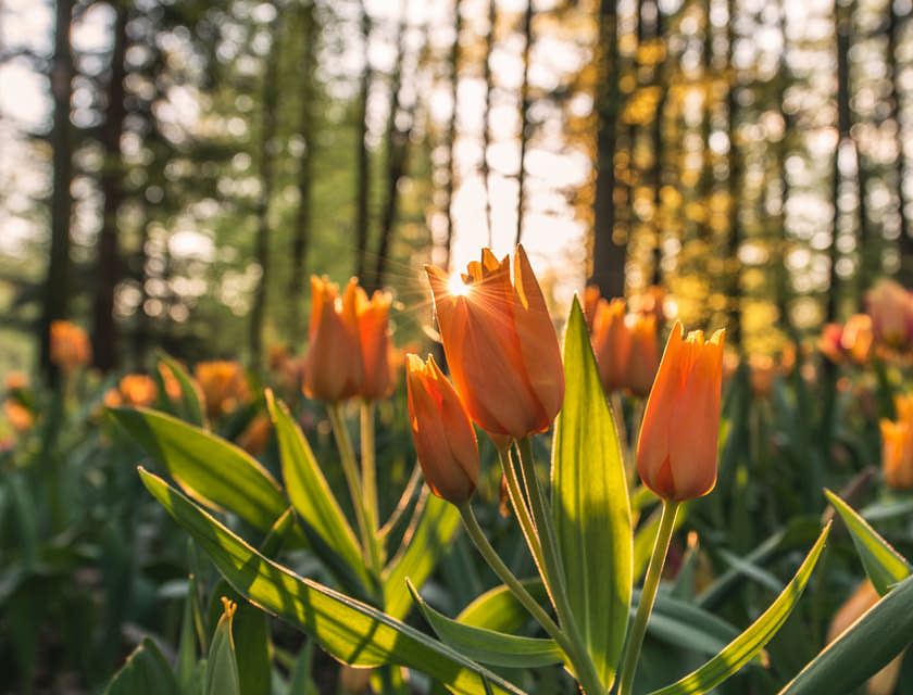 Campo de tulipanes con árboles altos en un jardín botánico