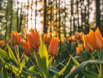 Champ de tulipes et de grands arbres dans un jardin botanique.