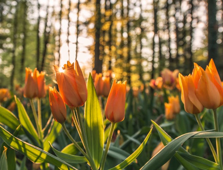 Nomes para empresas de fisiologia vegetal