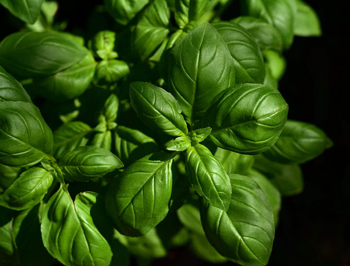 Nomi per Ristoranti Liguri