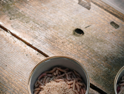 Worms in a tin from a bait shop used for fishing.