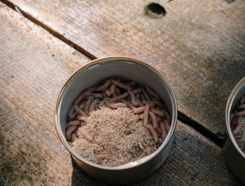Worms in a tin from a bait shop used for fishing.