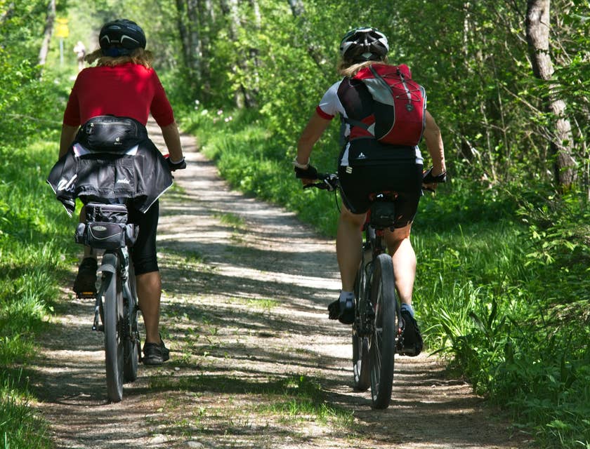 Two cyclists traveling through the forest on their rented bikes.