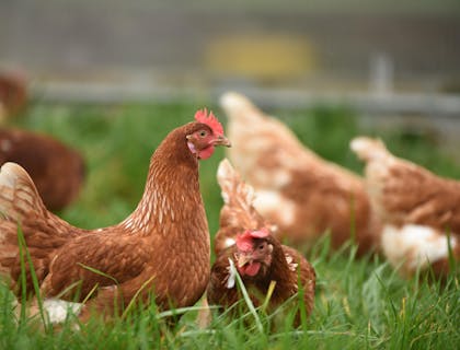 A hen in the grass of a chicken farm.