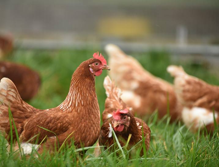 Chicken Farm Business Names