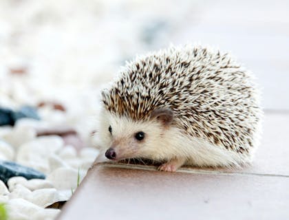 A cute hedgehog.