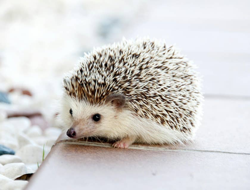 A cute hedgehog.