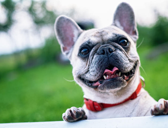Doggy Day Care Business Names