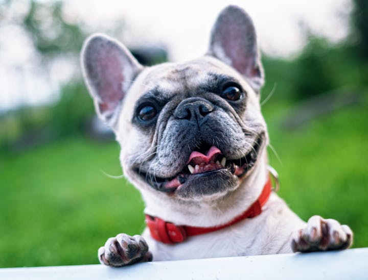 Nombres para guarderías para mascotas