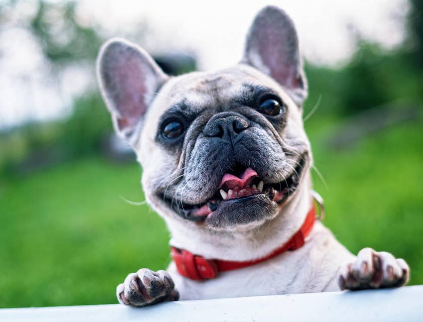 French bulldog with a red collar in a park.