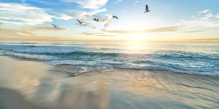 A group of seagulls flying over the ocean.