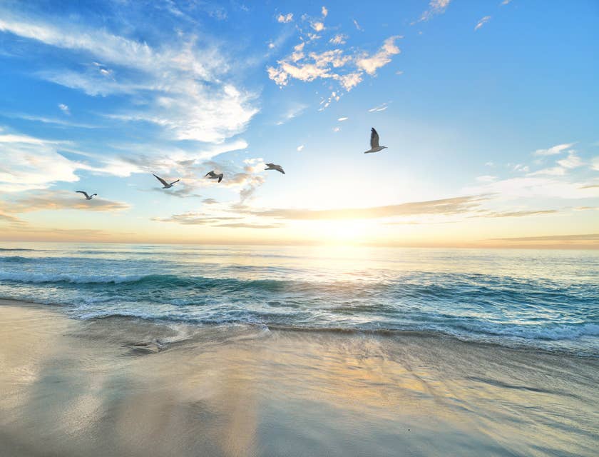 Um grupo de gaivotas voando sobre o oceano.