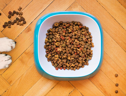 Two dog paws next to a bowl of pet food.