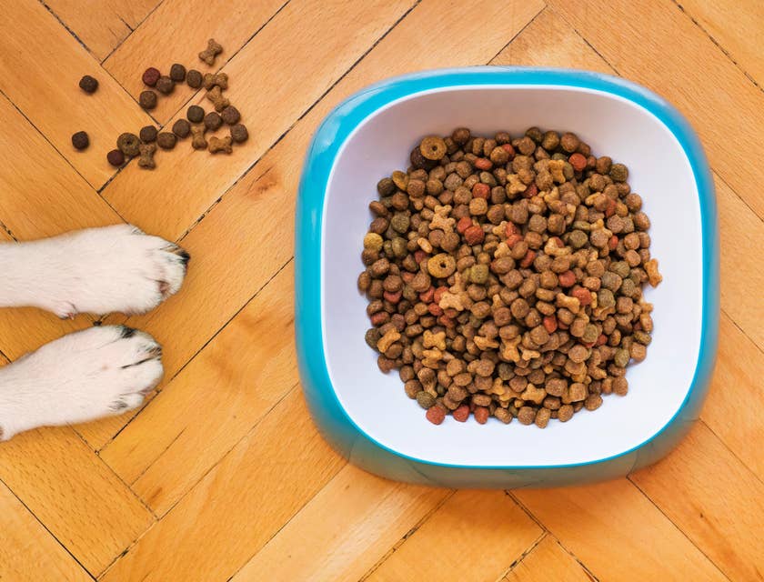 Due zampe di un cane davanti a una ciotola di cibo per animali domestici.