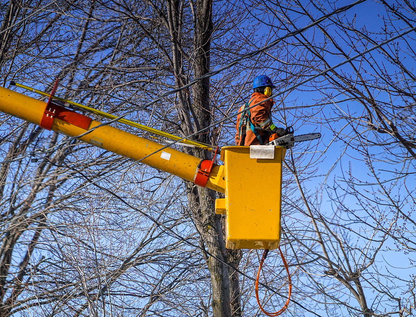 Tree Trimming Business Names