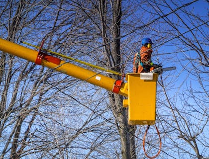 Un podador de árboles en una plataforma de trabajo aérea recortando ramas en un negocio de poda de árboles.