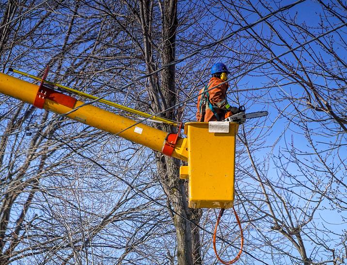 Tree Trimming Business Names