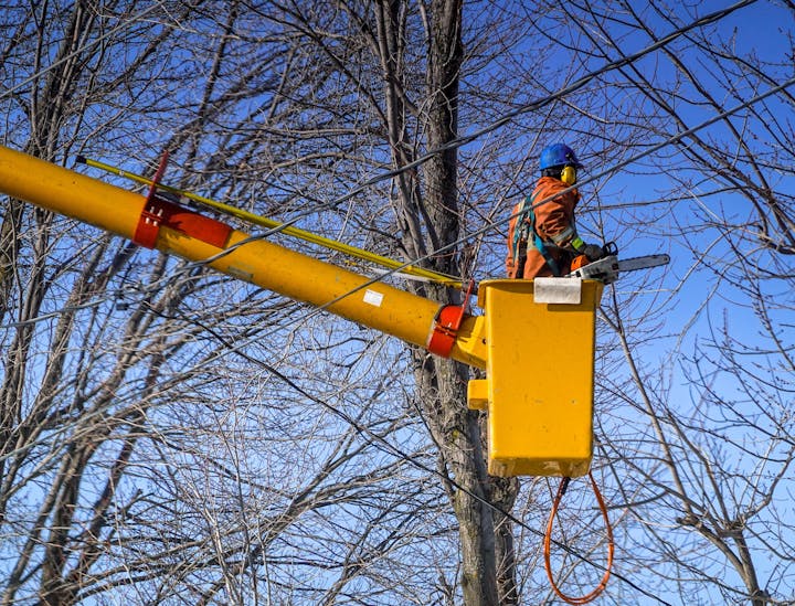 Nomes para empresas de poda de árvores