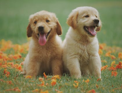 Due cuccioli di Labrador color miele nel giardino di un allevamento di cani.
