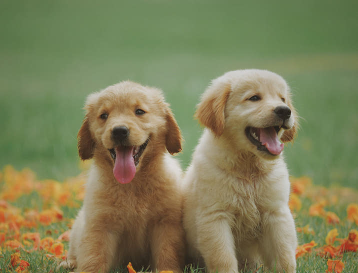 Nomi per Allevamenti di Cani