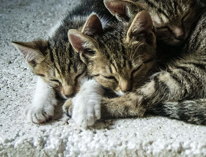 Tre cuccioli di gatto della stessa cucciolata che dormono gli uni vicino agli altri.