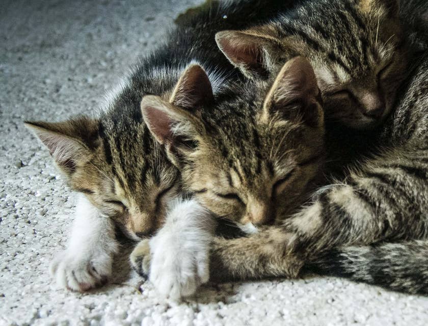 Tre cuccioli di gatto della stessa cucciolata che dormono gli uni vicino agli altri.
