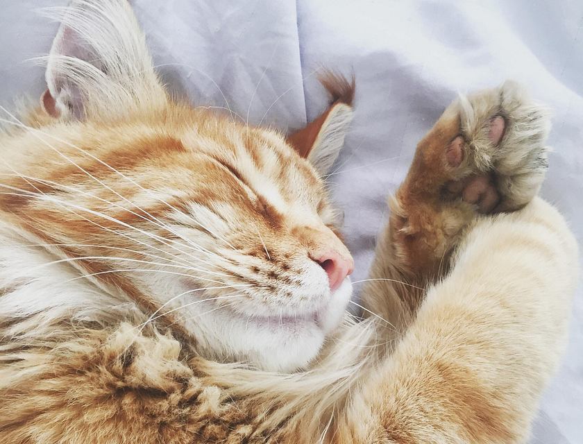 Gros plan d'un chat roux tigré dormant paisiblement sur une literie blanche dans un hôtel pour chats.