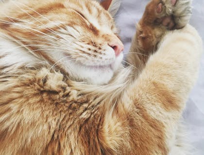 Close-up of an ginger tabby cat peacefully sleeping on white bedding in a cat hotel.