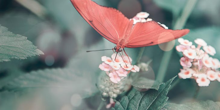 A pink butterfly sitting on delicate pink flowers.