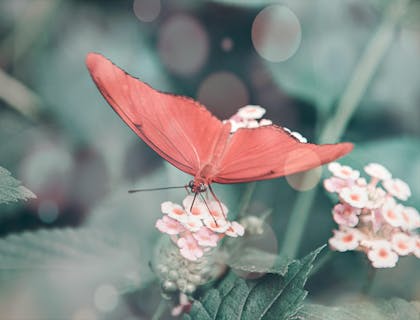 A pink butterfly sitting on delicate pink flowers.