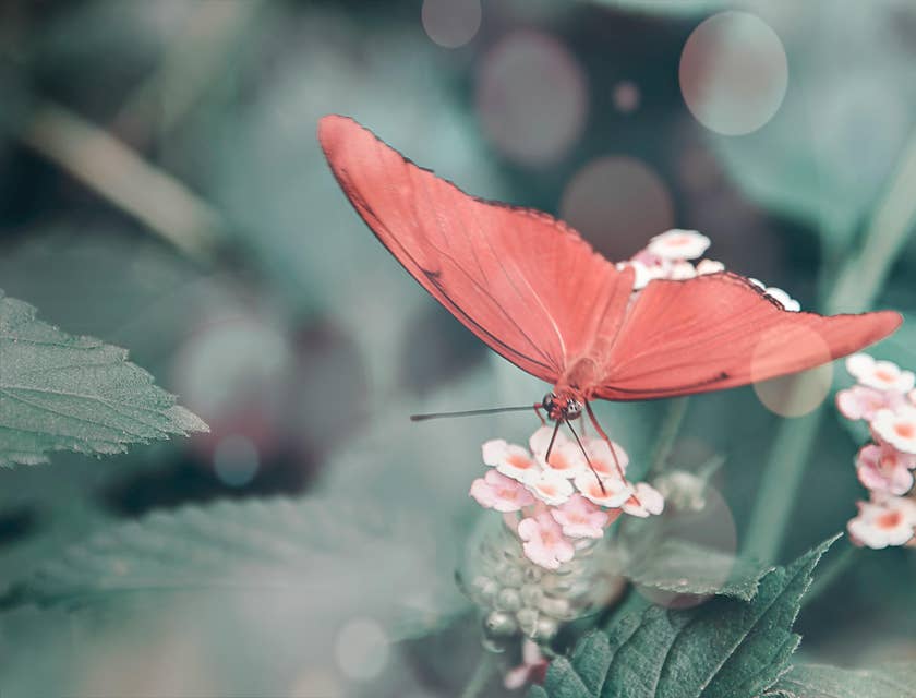Un papillon rose posé sur une délicate fleur rose.