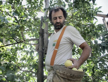 man putting apples into leather pouch in orchard