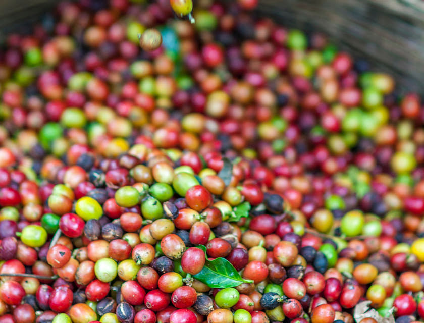 Frutos de café siendo seleccionados en una empresa de café de Villa Rica.