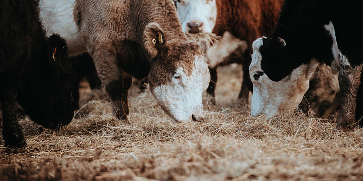 Vacas alimentándose de forrajes de una forrajería.