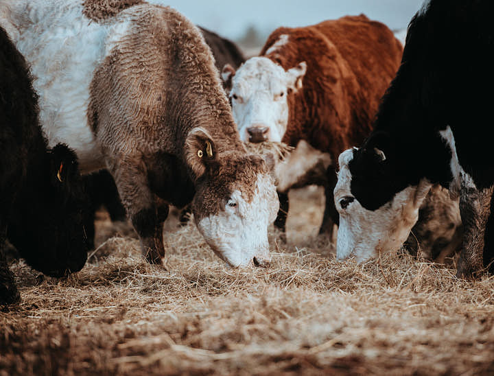 Nombres para forrajerías