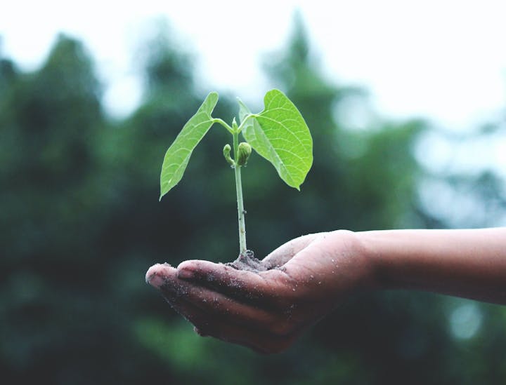Nombres para fundaciones ambientales