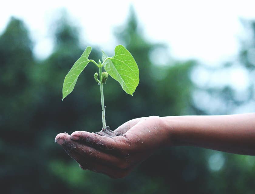 Una mano sosteniendo una pequeña planta en una fundación ambiental.