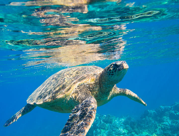 Nombres para negocios de tours a Cayos Cochinos