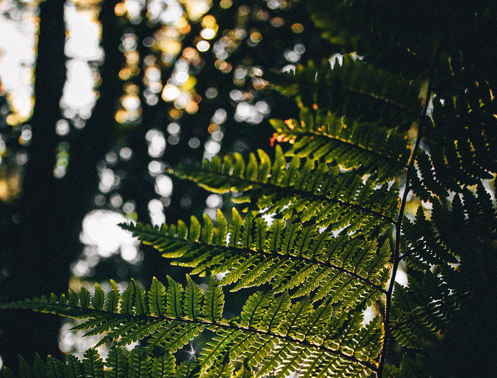 Nombres para negocios de tours al parque nacional La Tigra