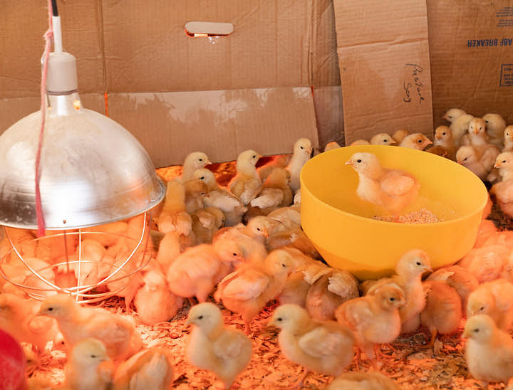 Nombres para una empresa de pollos