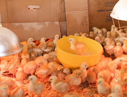 Pollitos en una granja alrededor de un plato de alimento y un foco en una empresa de pollos.