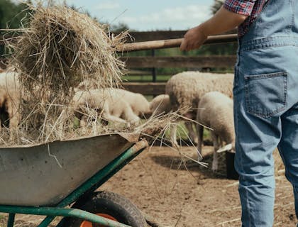 Un contadino che prende del fieno da una carriola nel recinto delle pecore di un'azienda agricola.