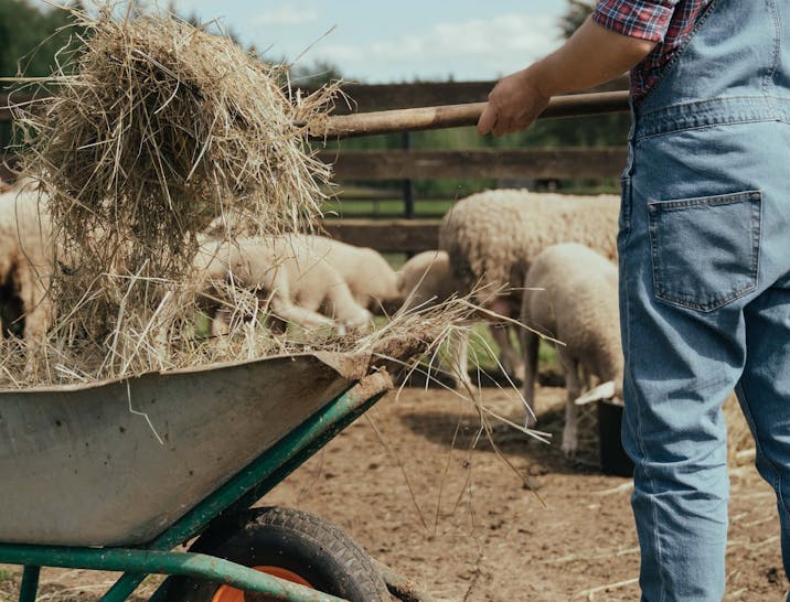 Nomi per Aziende Agricole