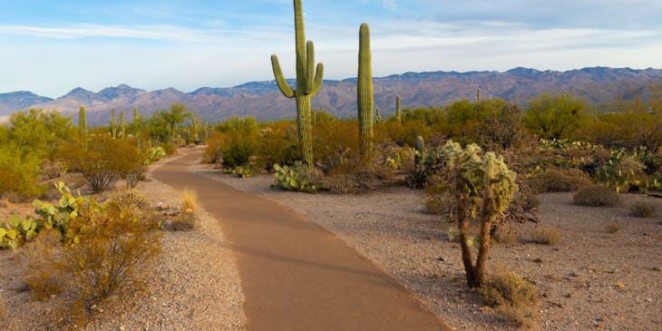 La imagen de algunos cactus en el Parque Nacional Saguaro en una empresa de Arizona.