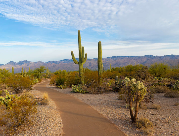 Búsqueda de empresas en Arizona