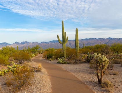 La imagen de algunos cactus en el Parque Nacional Saguaro en una empresa de Arizona.