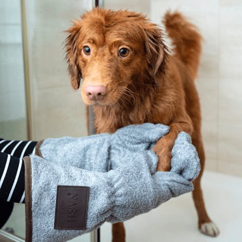Cómo nombrar a una peluquería para mascotas: