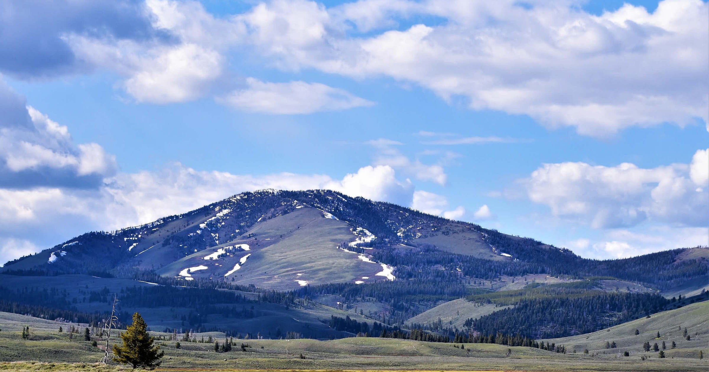 Montana Business Search