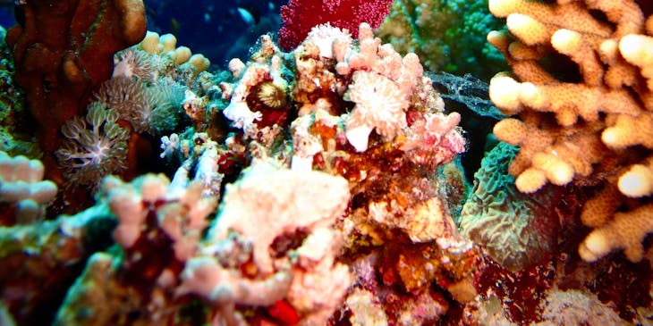Underwater scene teeming with marine life.
